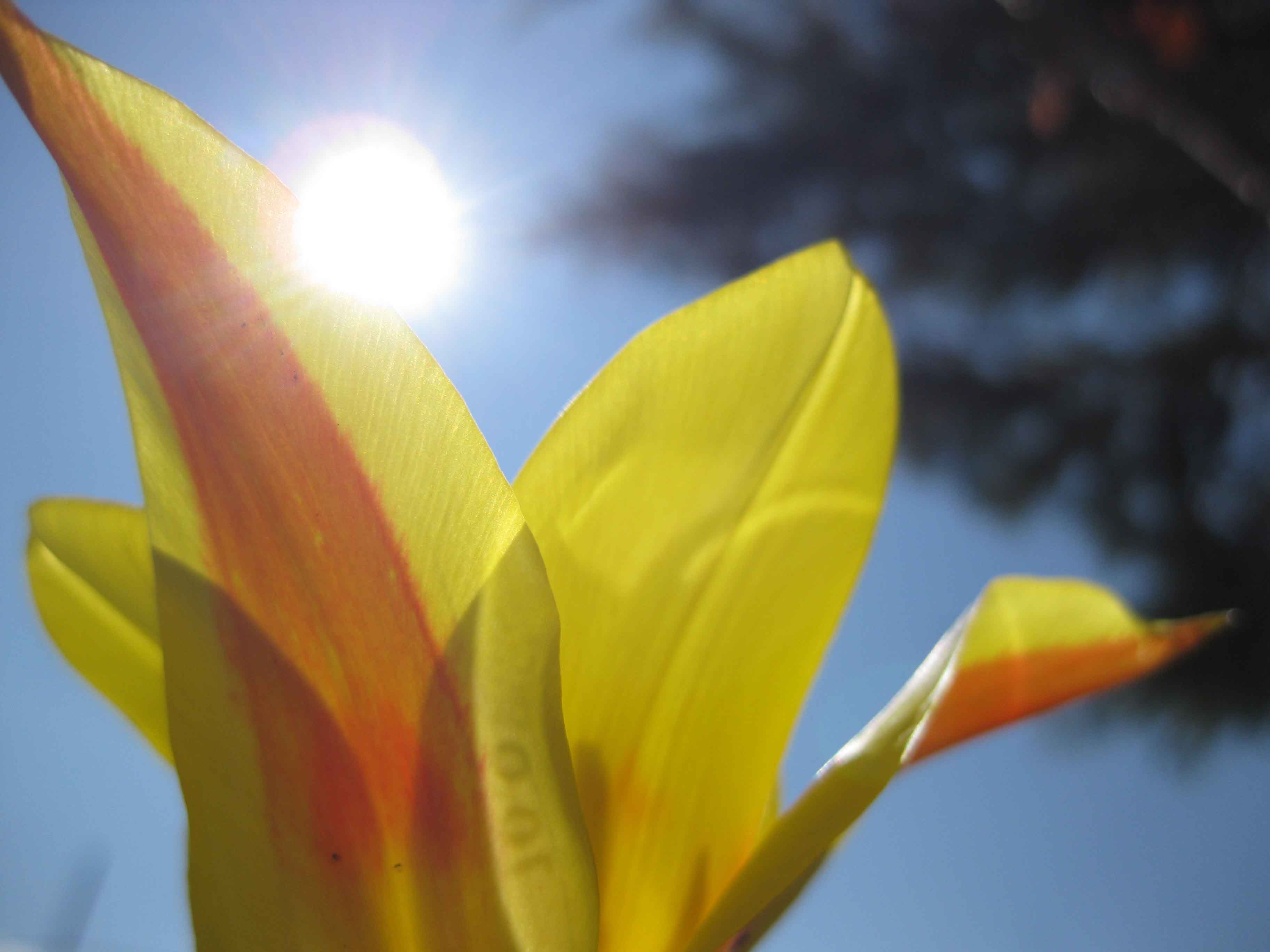 Tulipa sylvestis -  Tulipano sevatico